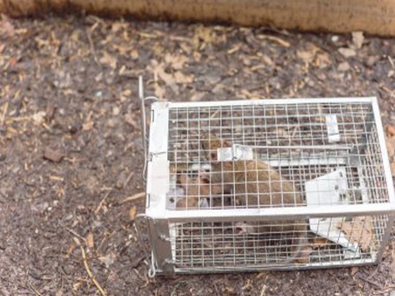 Rat Removal Tactics: Advanced Pest Control Techniques