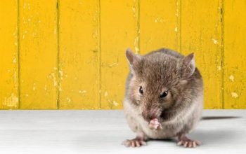 Reliable Rodent Control Solutions for Sydney