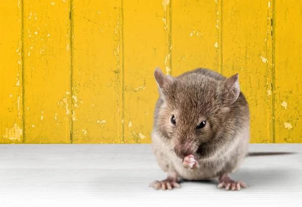 Reliable Rodent Control Solutions for Sydney